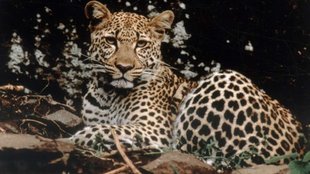 Cheetah