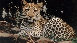 दो महीनों में 4 चीतों की मौत, अब इस वजह से गई नवजात की जान