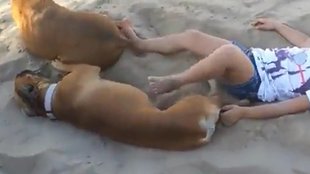 Dog video II Viral Video II News