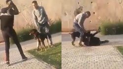कुत्ते को शख्स ने मारा तो दौड़ा-दौड़ाकर काटा, वायरल वीडियो पर आ रहे ऐसे रिएक्शन