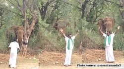 जंगली हाथी के सामने शख्स करने लगा अजीब हरकतें, वीडियो शेयर कर बोले IFS अधिकारी – कभी मत करना ऐसी मूर्खता