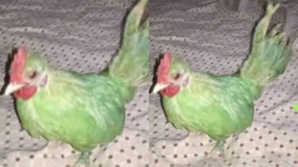 Hen II parrot II Pakistanviral news