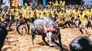 Jallikatu | festival