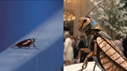 Met Gala में दिखा कॉकरोच, फोटो वायरल होते बन गया सोशल मीडिया स्टार