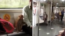 दिल्ली मेट्रो में सफर करते बंदर का वीडियो हो रहा वायरल, उछल-कूद पर लोग ऐसे ले रहे मजे