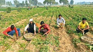 Potato |farmer| Insurance