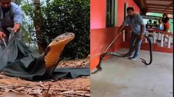 कार में घुसा था भयंकर सांप, निकालने पहुंचा युवक तो फुफकारने लगा किंग कोबरा; वीडियो देख खड़े हो जाएंगे रोंगटे