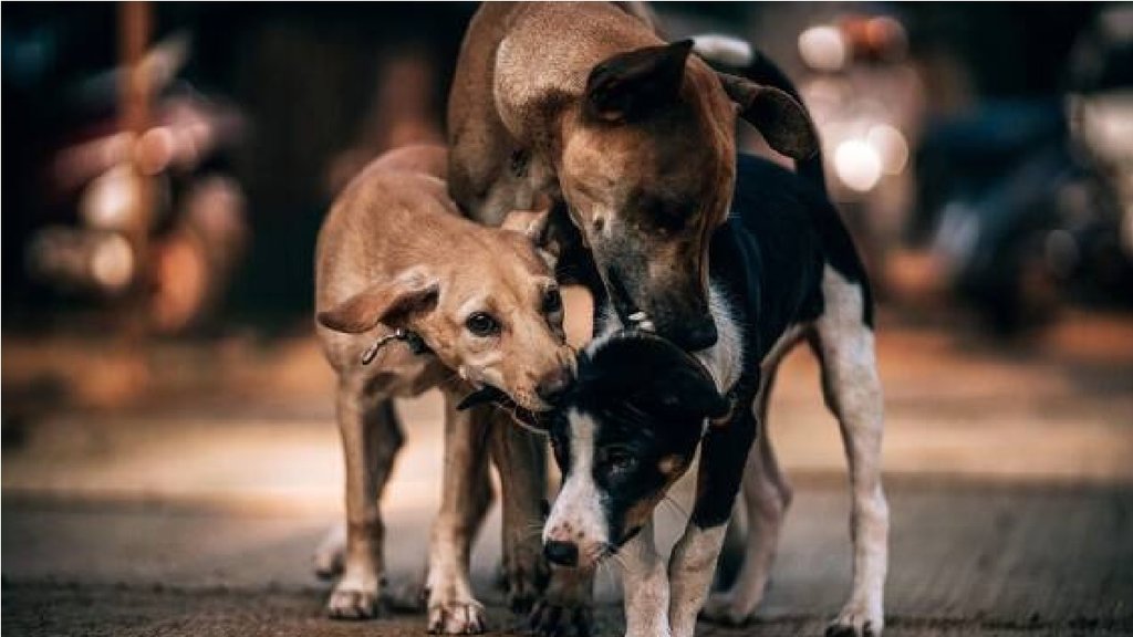 Stray Dogs