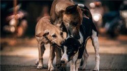 कुत्ते को गाली देना पड़ा भारी, युवक की लाठी-डंडों से की गई जमकर पिटाई, FIR दर्ज