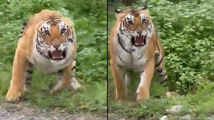 Tiger Viral Video| Tiger Viral Social media| Social Trending News|