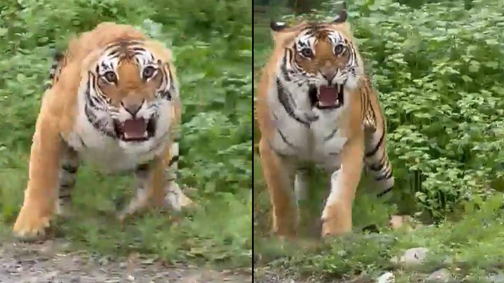 Tiger Viral Video| Tiger Viral Social media| Social Trending News|
