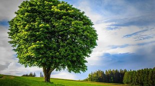 Tree| environment
