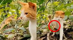 हमला करने की फिराक में था सांप लेकिन बिल्ली ने जड़ दिया जोरदार थप्पड़; लोग बोले-ये तो बड़ी तेज निकली