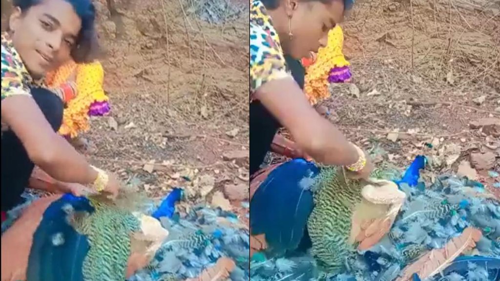 Viral Video II Peacock II madhya Pradesh