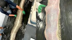 18 फीट लंबे अजगर का फूला पेट देखकर हर कोई था हैरान, ऑपरेशन हुआ तो निकला ये खतरनाक जानवर