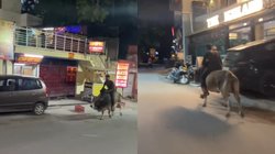 सांड पर बैठकर घोड़े की तरह दौड़ाने लगा युवक, वायरल वीडियो पर आ रहे ऐसे मजेदार कमेंट्स