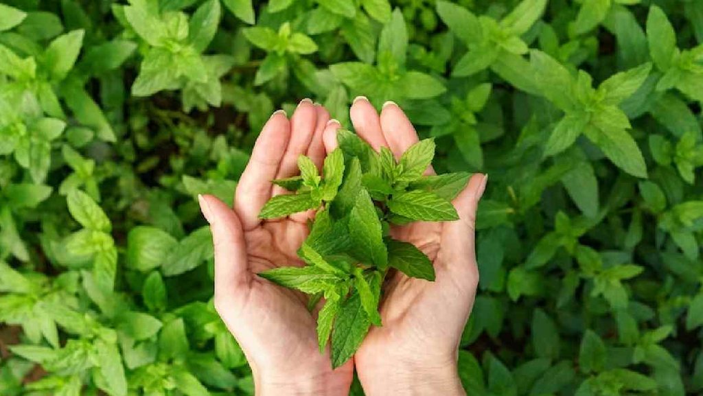 vastu tips tulsi plant, tulsi plant,