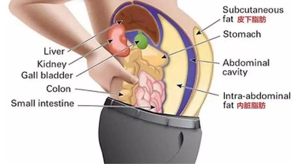 Abdominal bloating,accumulation of stomach fat,why do i gain weight in my stomach only,what food causes belly fat,