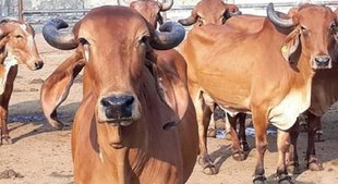 cow।