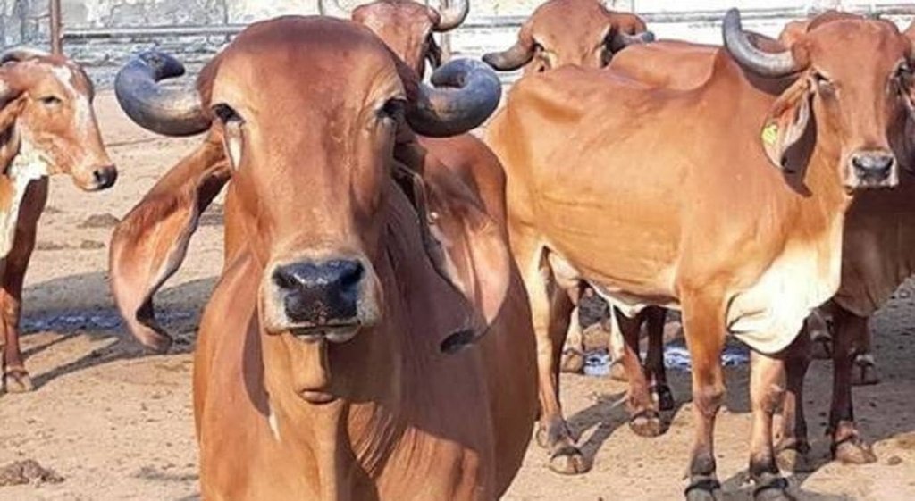 cow।
