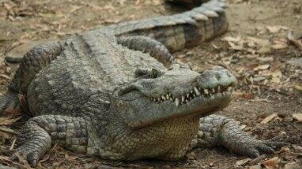crocodile attack