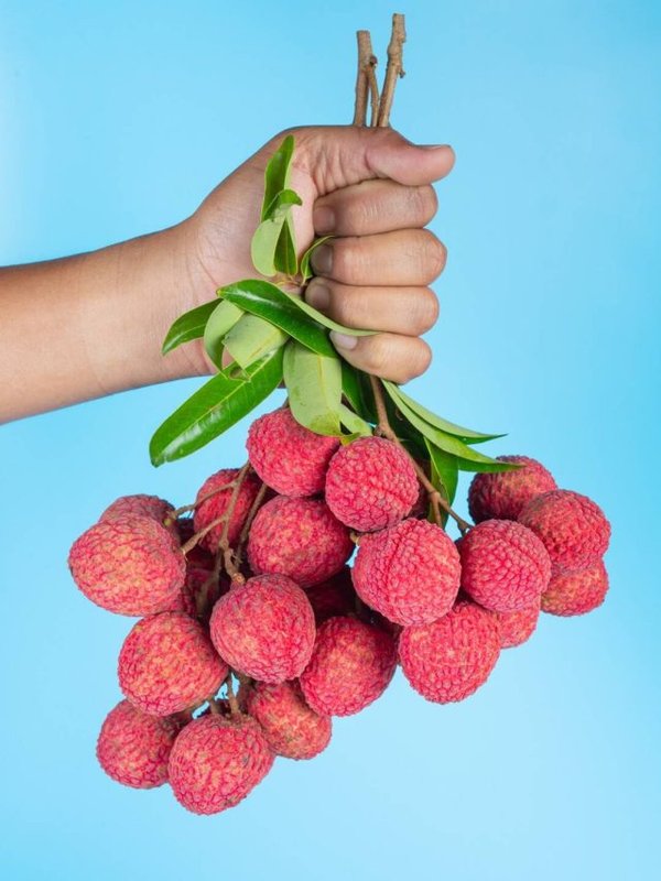 LYCHEE IN SUMMER SEASON