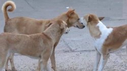 कुत्तों को बेरहमी से मार रहा था आरोपी, किसी ने वायरल कर दिया वीडियो, पड़ गए लेने के देने