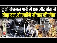 Kuno National Park: कूनो से फिर आई बुरी खबर मादा चीता Jwala के एक शावक की मौत| Madhya Pradesh