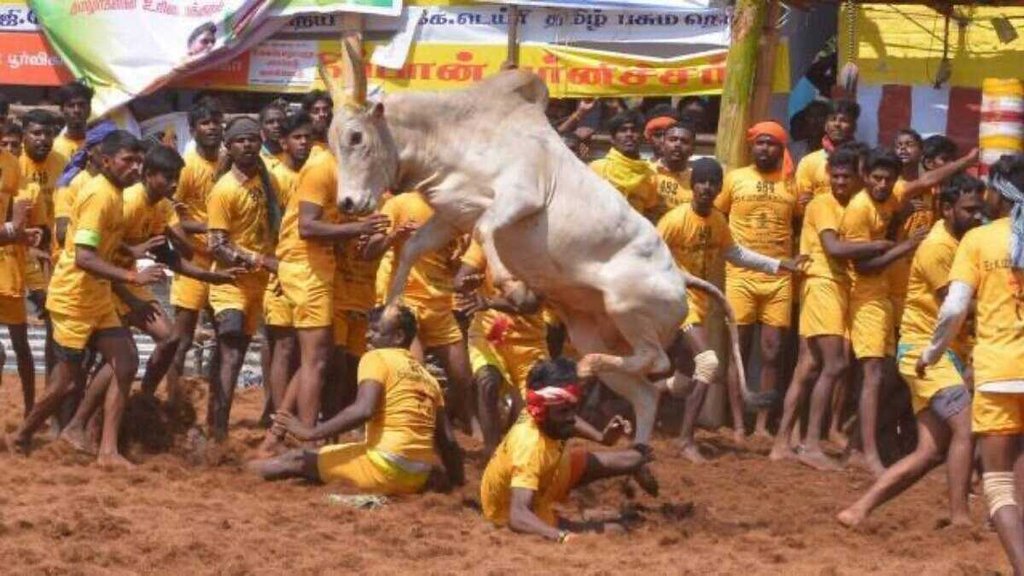 jallikattu, Supreme Court