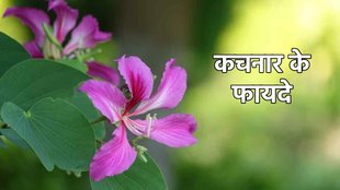 kachnar benefits