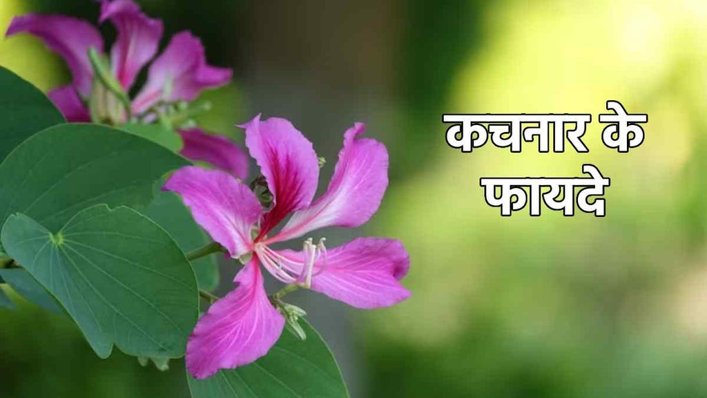 kachnar benefits