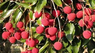 Bihar Sitamarhi | plucking litchi in sitamarhi bihar | Plantation owner killed child