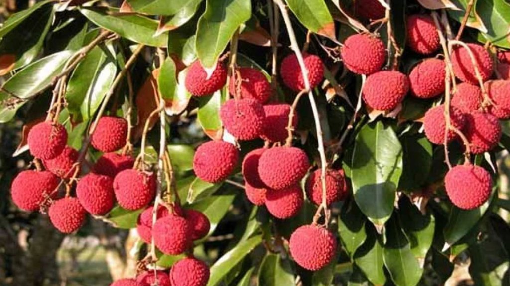 Bihar Sitamarhi | plucking litchi in sitamarhi bihar | Plantation owner killed child