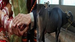 बेटी से शादी कराने के नाम पर लोगों को ठगता था यह पिता, लड़के वालों से 1 लाख रुपये और 9 भैंसे लेने के बाद पलट गया