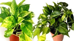 vastu tips, money plant