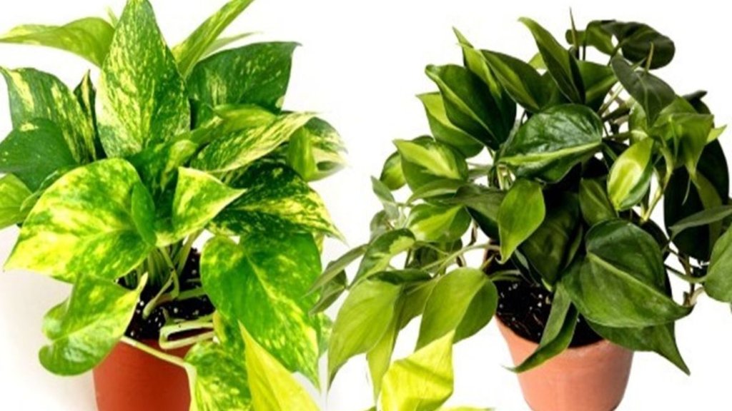 vastu tips, money plant