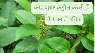 Gymnema Sylvestre Benefits, Gymnema Sylvestre Uses, गुड़मार, गुड़मार के फायदे, गुड़मार का सेवन कैसे करें,Lifestyle and Relationship