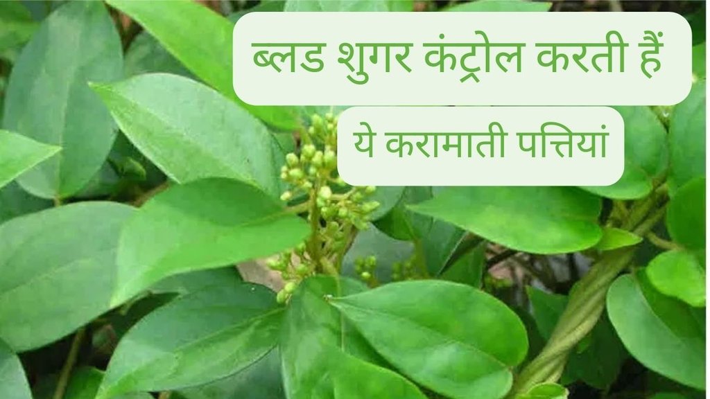Gymnema Sylvestre Benefits, Gymnema Sylvestre Uses, गुड़मार, गुड़मार के फायदे, गुड़मार का सेवन कैसे करें,Lifestyle and Relationship