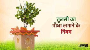 Tulis Niyam, vastu tips for tulsi
