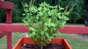 Tulsi Puja on Sunday, Why Should Not Offer Water to Tulsi Plant On Sunday ,