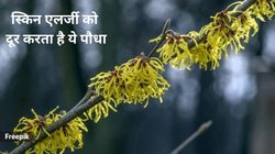 Skin Care: स्किन पोर्स को बंद करने में बेहद असरदार है ये जादुई पौधा, सूजन और जलन को करता है मिनटों में गायब, जानें फायदे