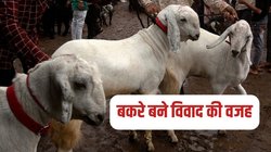 Bakrid 2023: सोसायटी में बकरे लाया युवक, मच गया बवाल, रेजिडेंट्स के प्रदर्शन के बाद पुलिस ने दर्ज किया केस
