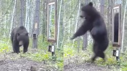 खुद को ही देख बुरी तरह डर गया भालू, आईने से यूं लिया बदला, वीडियो देख नहीं रुकेगी हंसी