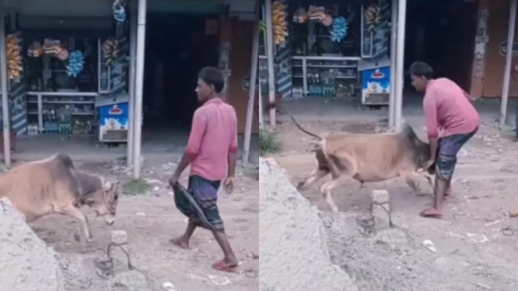 Bull Attack II Viral Video II Trending News