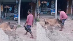 चुपचाप खड़ा था सांड, पास पहुंचा शख्स तो कर दिया हमला; वीडियो देख नहीं रुक रही लोगों की हंसी