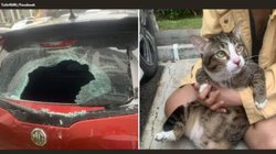 छठी मंजिल से गिरी बिल्ली तो कार का हुआ बुरा हाल, हैरानी जता रहे लोग