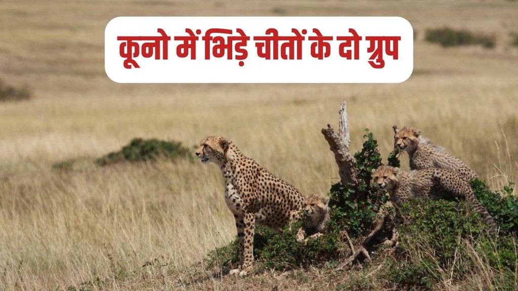 Kuno National Park, Cheetah, Cheetah News