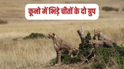 Kuno National Park में भिड़ गए चीतों के दो ग्रुप, चीता अग्नि घायल, चल रहा इलाज