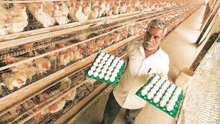 Cock II Egg II Research
