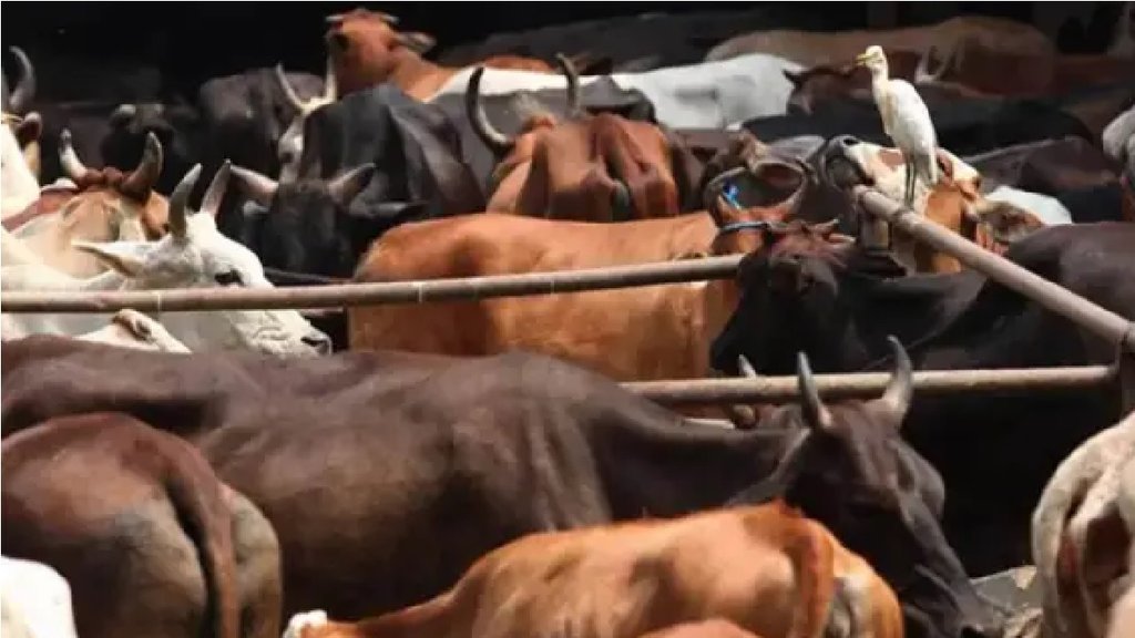 Cow Slaughter